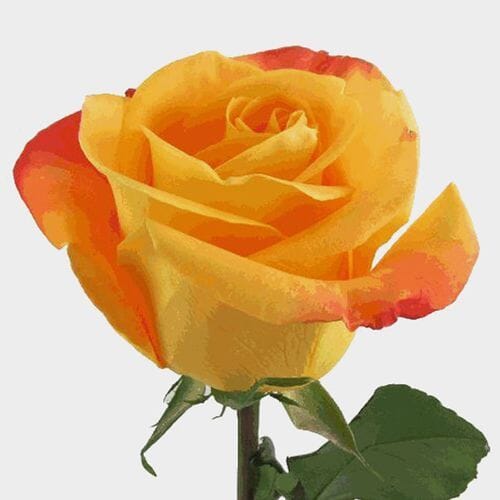Wholesale flowers prices - buy Rose Orange 40 cm. Bulk in bulk