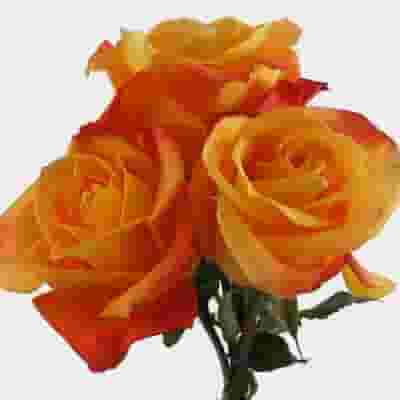 Rose Orange 40 cm. Bulk