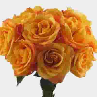 Rose Orange 40 cm. Bulk