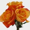 Rose Orange 50 cm. Bulk