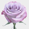 Rose Purple Haze 40 cm. Bulk
