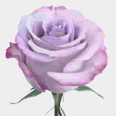 Rose Purple Haze 40 cm. Bulk