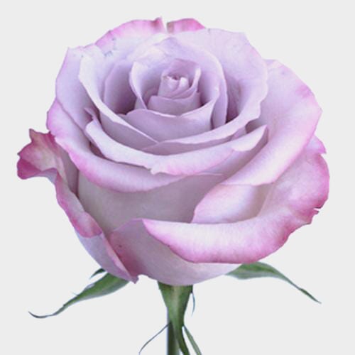 Wholesale flowers prices - buy Rose Purple Haze 50 cm. in bulk