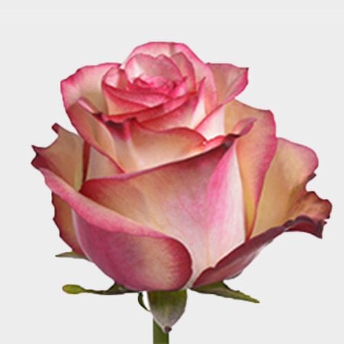 Bulk flowers online - Rose Paloma 50cm Bulk