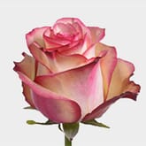Rose Paloma 50cm Bulk