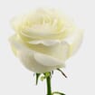 Rose Proud 40 cm. Bulk