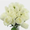 Rose Proud 40 cm. Bulk
