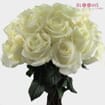 Rose Polar Star 40 cm. Bulk