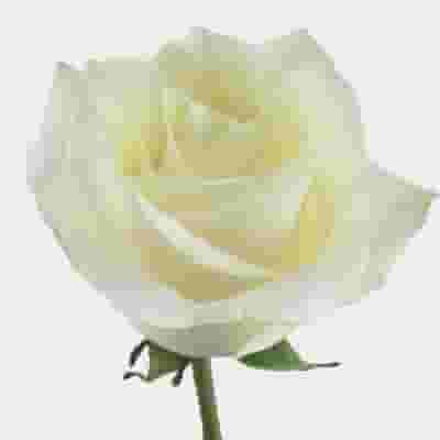 Rose Polar Star 40 cm. Bulk