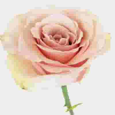 Rose Quicksand 50 cm. Bulk