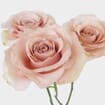 Rose Quicksand 50 cm. Bulk