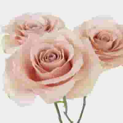 Rose Quicksand 50 cm. Bulk