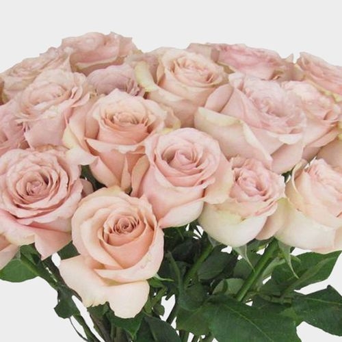 Rose Quicksand 50 cm. Bulk