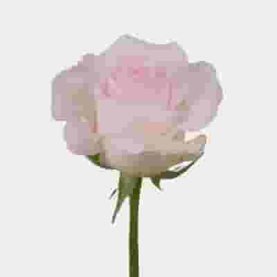 Rose Sweet Akito 50 cm. Bulk