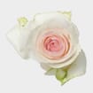 Rose Senorita 50 cm. Bulk