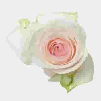 Rose Senorita 50 cm. Bulk