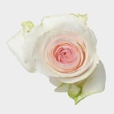 Rose Senorita 50 cm. Bulk