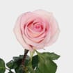 Rose Sophie 50 cm. Bulk