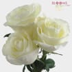 Rose Tibet 40 cm. Bulk