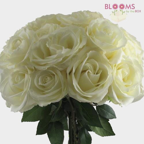 Rose Tibet 40 Cm. Bulk - Wholesale - Blooms By The Box