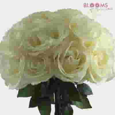 Rose Tibet 40 cm. Bulk