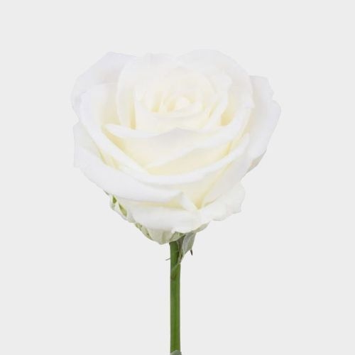 Rose Tibet 40 cm.