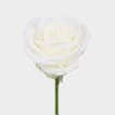 Rose Tibet 50 cm.