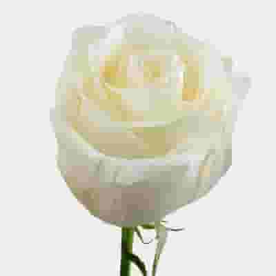 Rose Vendela 40 cm. Bulk