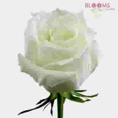 Rose White 40 cm. Bulk