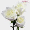 Rose White 40 cm. Bulk