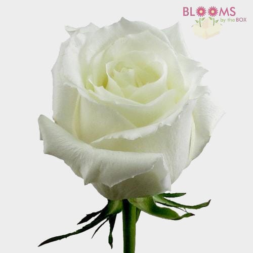 Wholesale flowers: Rose White 50 cm. Bulk