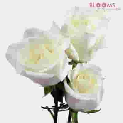 Rose White 50 cm. Bulk