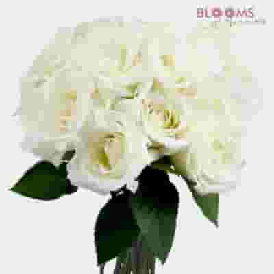 Rose White 50 cm.