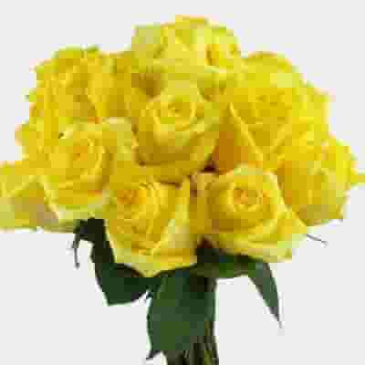 Rose Yellow 40 cm. Bulk