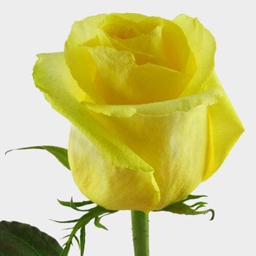 Wholesale flowers prices - buy Rose Yellow 50 cm. in bulk