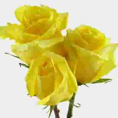 Rose Yellow 50 cm. Bulk
