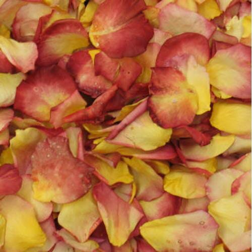 Bulk flowers online - Chihuly Yellow / Red Blend Rose Petals (30 Cups)