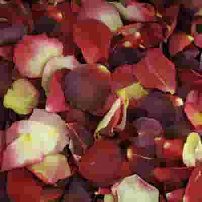Celebrity Red Blend Rose Petals (30 Cups)