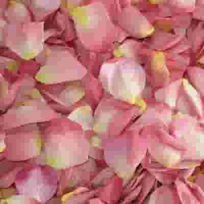 Enchanting Fd Rose Petals (30 Cups)