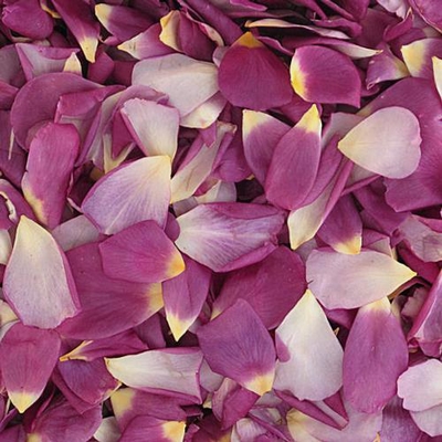 Love Affair Purple Rose Petals (30 Cups) - Wholesale - Blooms By The Box