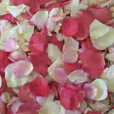 Pretty In Pink Freeze Dried Rose Petals (30 Cups)