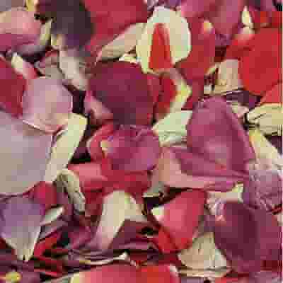 Lasting Love Fd Rose Petals (30 Cups)