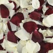 Kelsey's Red and White Rose Petals (30 Cups)
