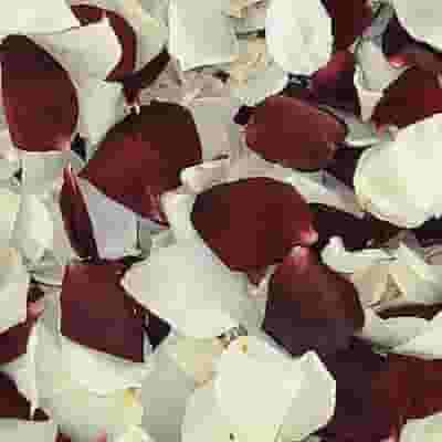 Kelsey's Red and White Rose Petals (30 Cups)