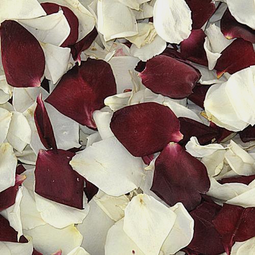 Kelsey's Red and White Rose Petals (30 Cups) - Wholesale - Blooms By The Box