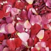 Shaun's FD Rose Blend (30 Cups)