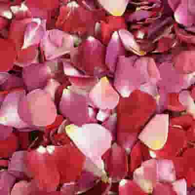 Shaun's FD Rose Blend (30 Cups)