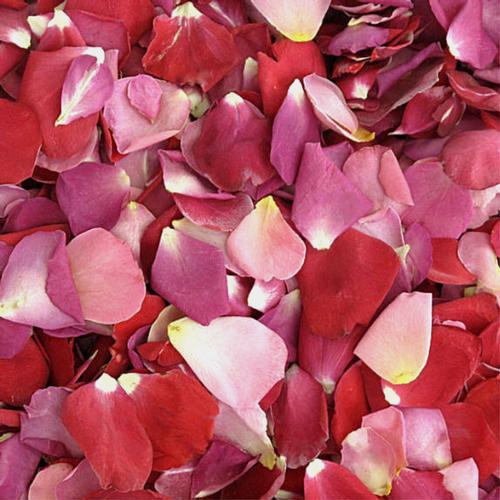 Shaun's FD Rose Blend (30 Cups)