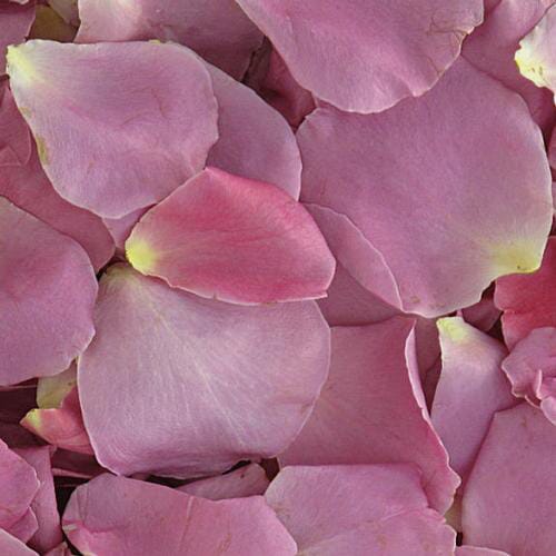Bewitched Lavender FD Rose Petals (30 Cups)