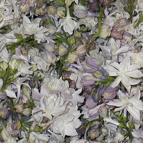 White Blend Fd Lilac Petals (30 Cups)